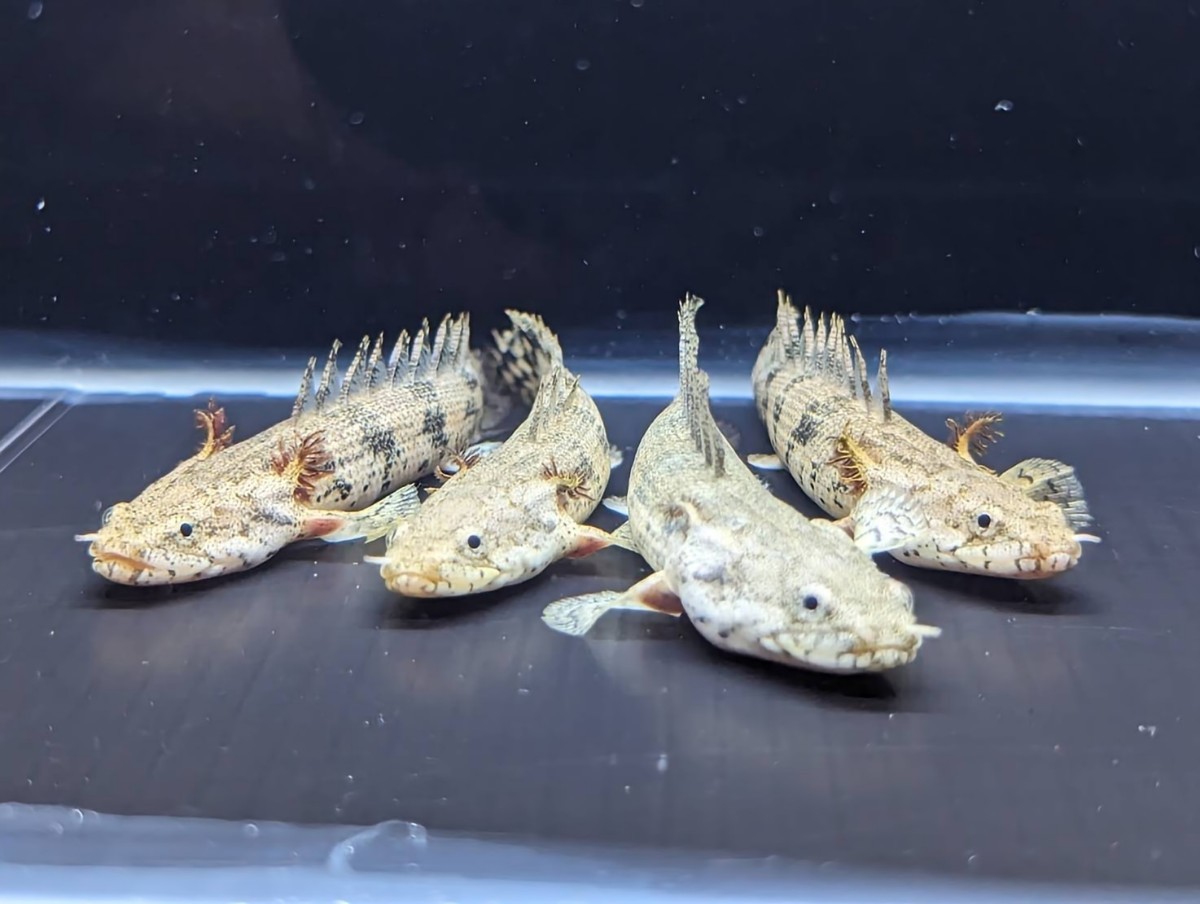☆2匹セット☆ ポリプテルス エンドリケリー 約8〜10cm 古代魚の定番 