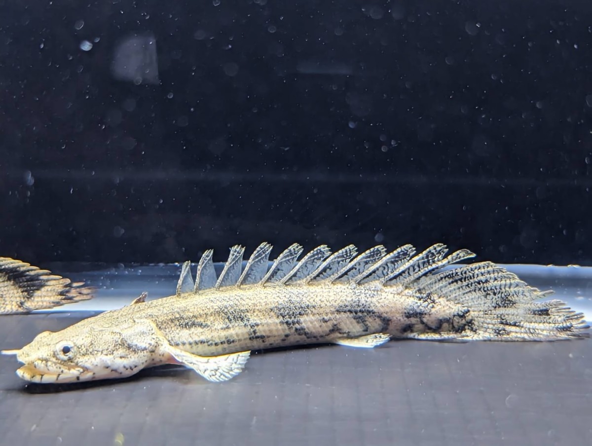 ☆2匹セット☆ ポリプテルス エンドリケリー 約8〜10cm 古代魚の定番 