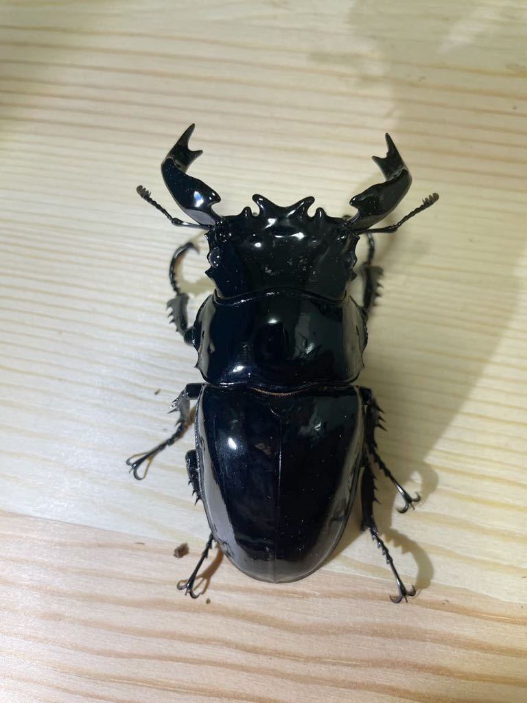 タランドゥスオオツヤクワガタ 新成虫　ペア　タランドゥス82.3×56.5