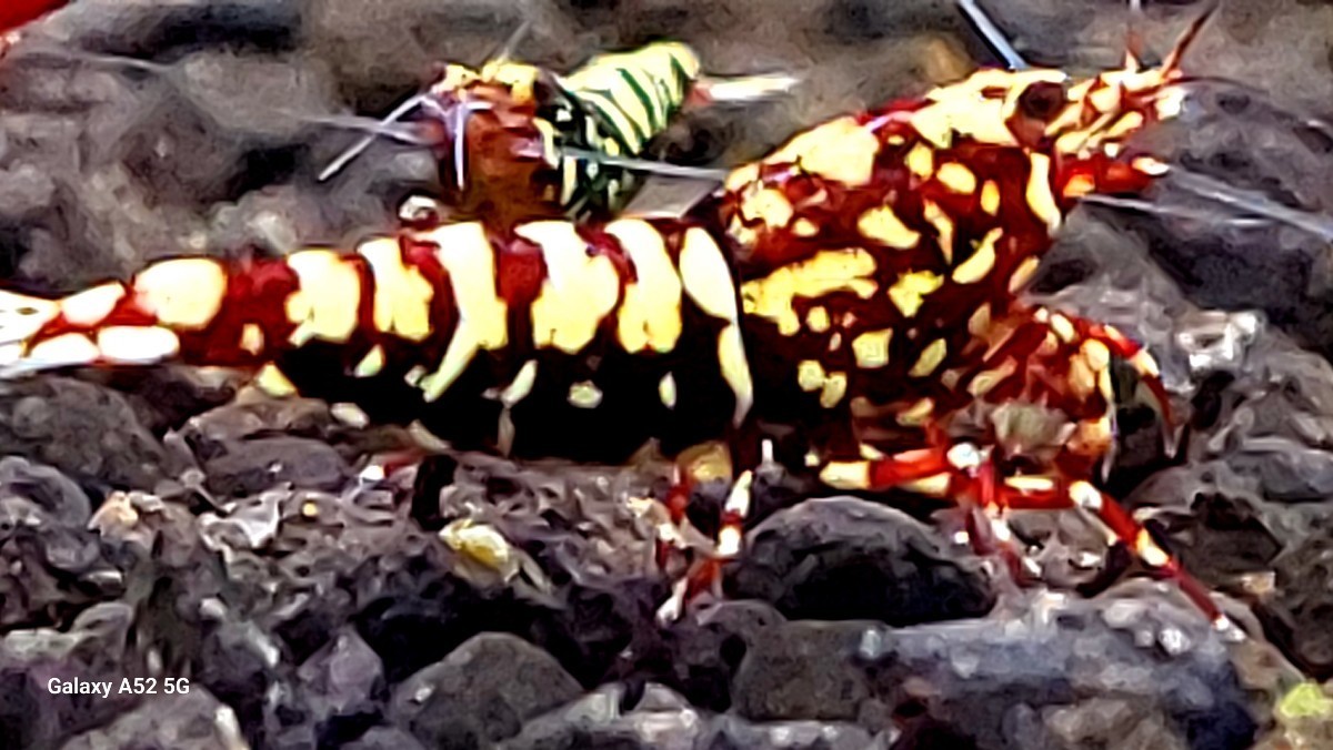 【シュリンプアワード】グロリアス代理出品　まこっちゃんのエビ様ブラッドレッドゴールド　ペア　　　　