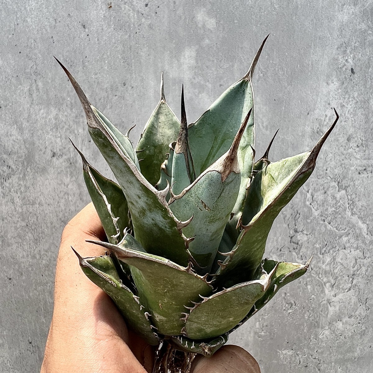 A72 原産地種子播種です agave oteroi アガベ チタノタ 実生無名です