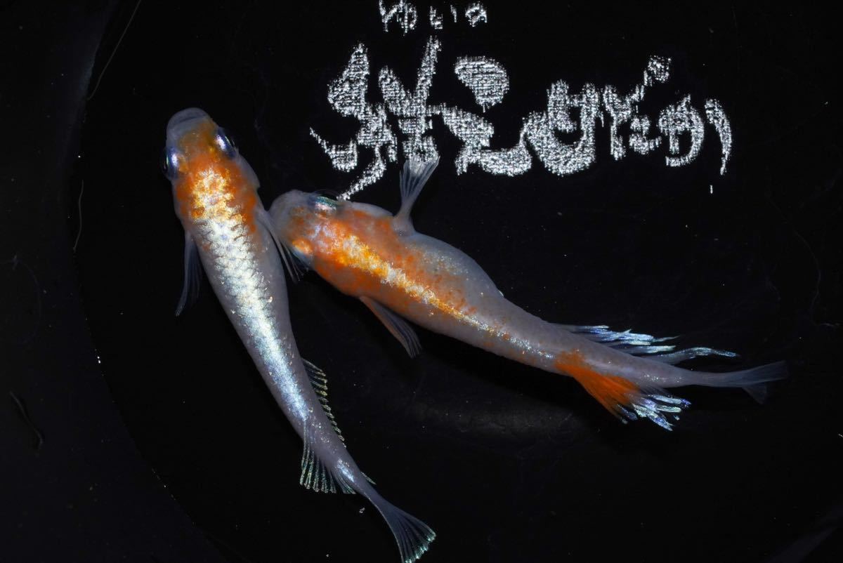 【結之めだか】極上 焔舞キッシングワイドフィン 1ペア 現物出品 