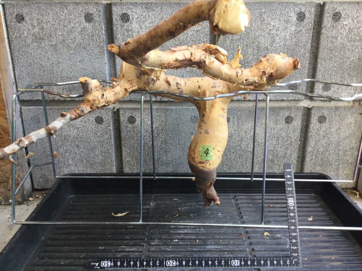 kataf Commiphora コミフォラ カタフ ターカネンシス コミフォラ 