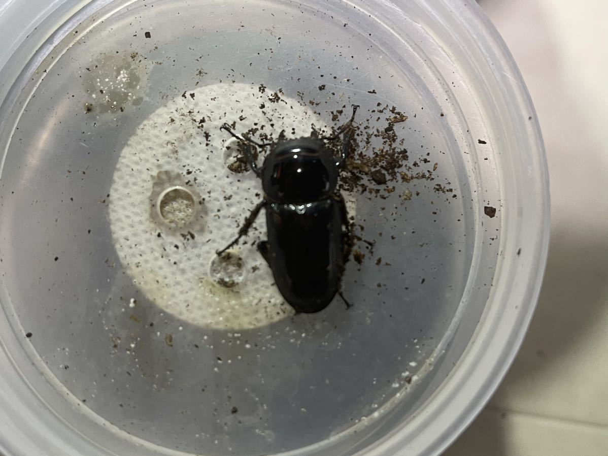 ビキヌスコクワ　1オス2メス　セット　即ブリ　1