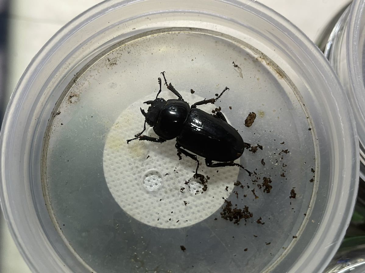 ビキヌスコクワ　1オス2メス　セット　即ブリ　1