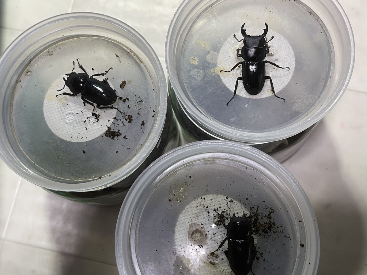 ビキヌスコクワ　1オス2メス　セット　即ブリ　1