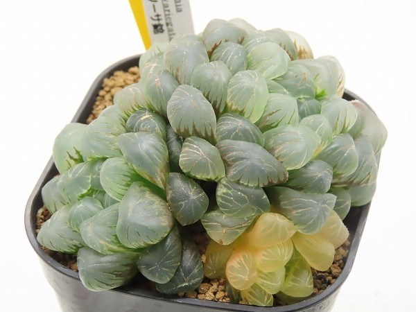□[Y98]姫オブツーサ錦 ヤマト運輸発送のみ 【多肉植物 Haworthia