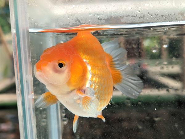 ★らん弐ちゃんファーム★│940│　※9月30日発送限定　パンダローズ　当歳魚　約9cm 　