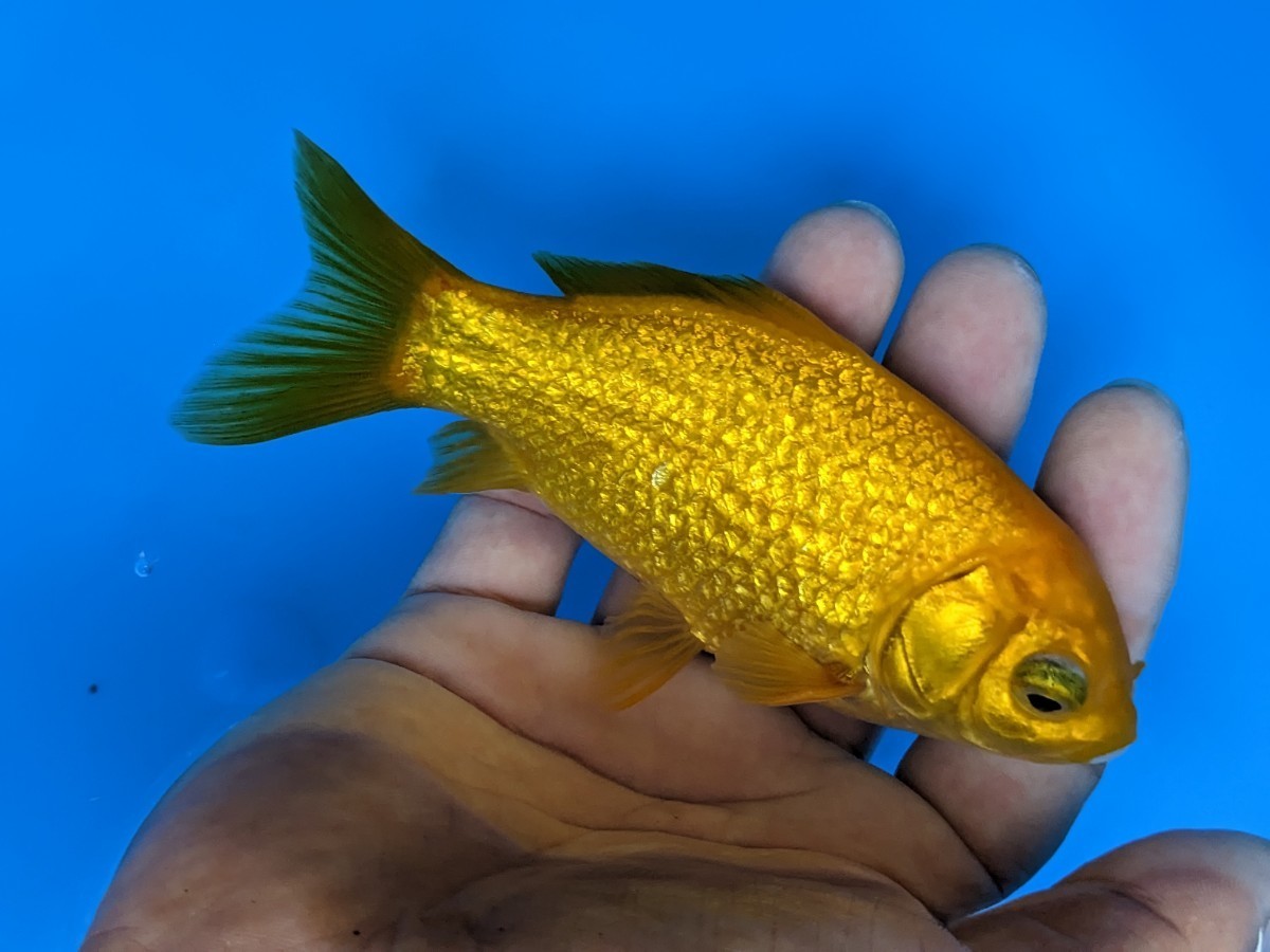 キラキラ〜和金フナ尾♪