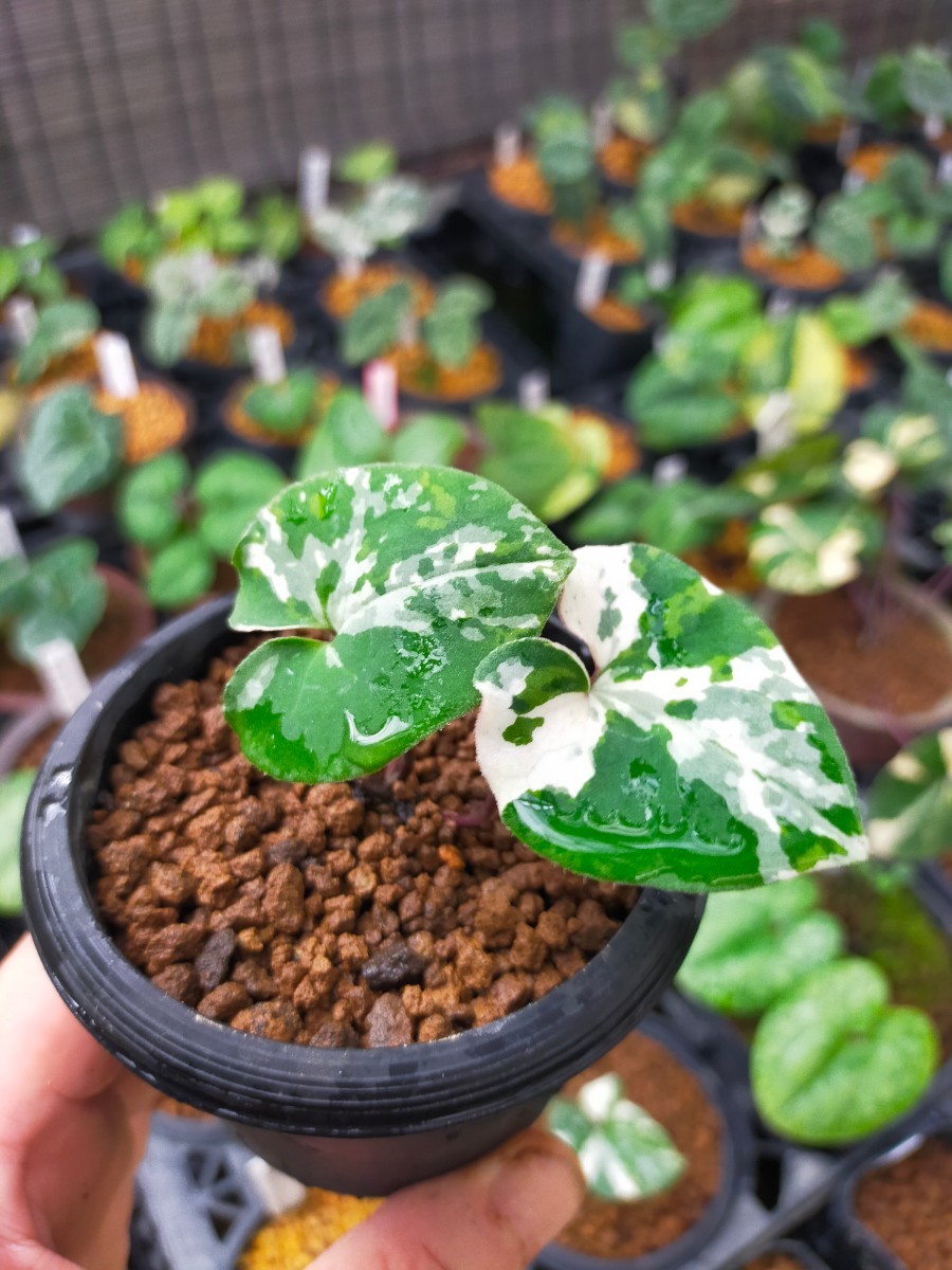 観葉植物 カンアオイ 極上斑入り 観葉植物