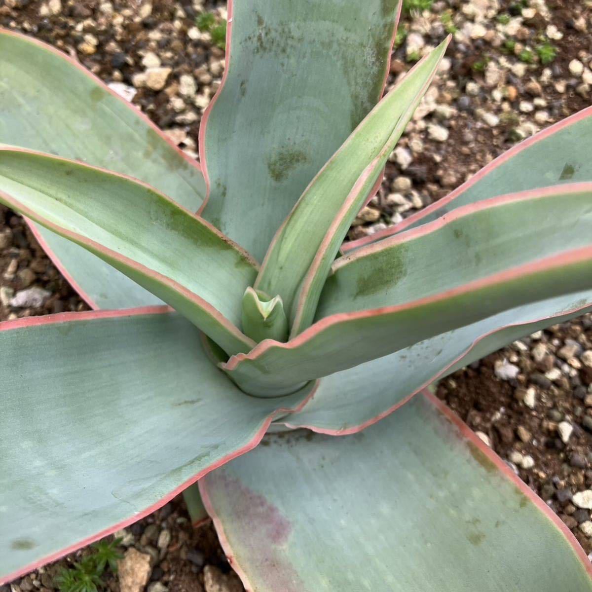 アロエの女王 アロエ ストリアータ 口紅アロエ 多肉植物 ドライガーデン ロックガーデン アガベ 好きにも★