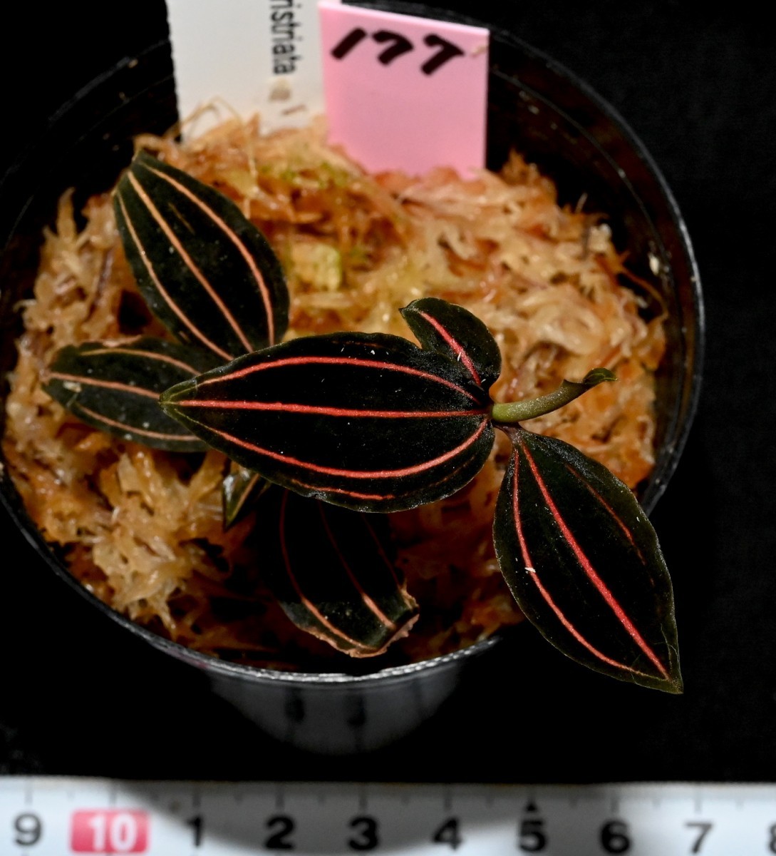 洋蘭原種 (177) 綺麗な個体 原産地由来　Vrydagzynea tristriata　バリダグジネア　トリストリアータ