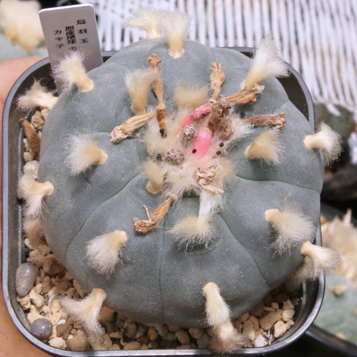 烏羽玉 原産地球のカキ子 烏羽玉 銀冠玉 翠冠玉 -2252 【公式通販】