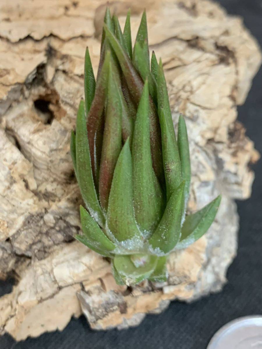 Tillandsia ionantha Apretado RFI ×ionantha hezelnut seeding