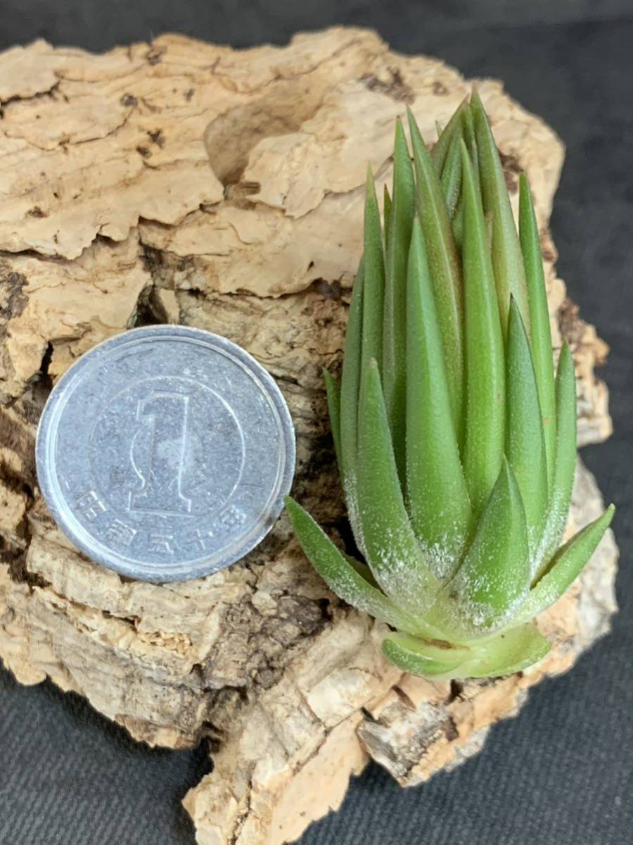 Tillandsia ionantha Apretado RFI ×ionantha hezelnut seeding