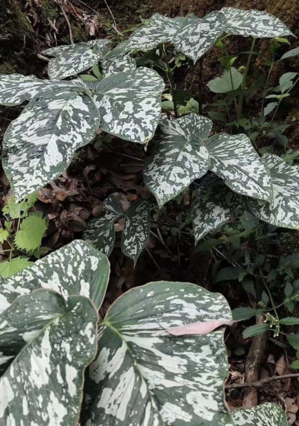 [NMPV] Arisaema lobatum Liangshan テンナンショウ マムシグサ 原種 山野草 ウラシマソウ