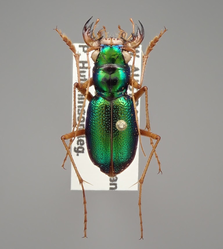 オーストラリア産 美麗ハンミョウ Pseudotetracha sp. ♂ 17mm【標本 