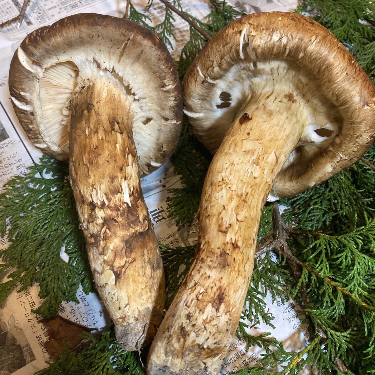 ⑥わんこ超特大！写真が現品になります！500ｇ前後あります！格安スタート売り切ります！地山松茸