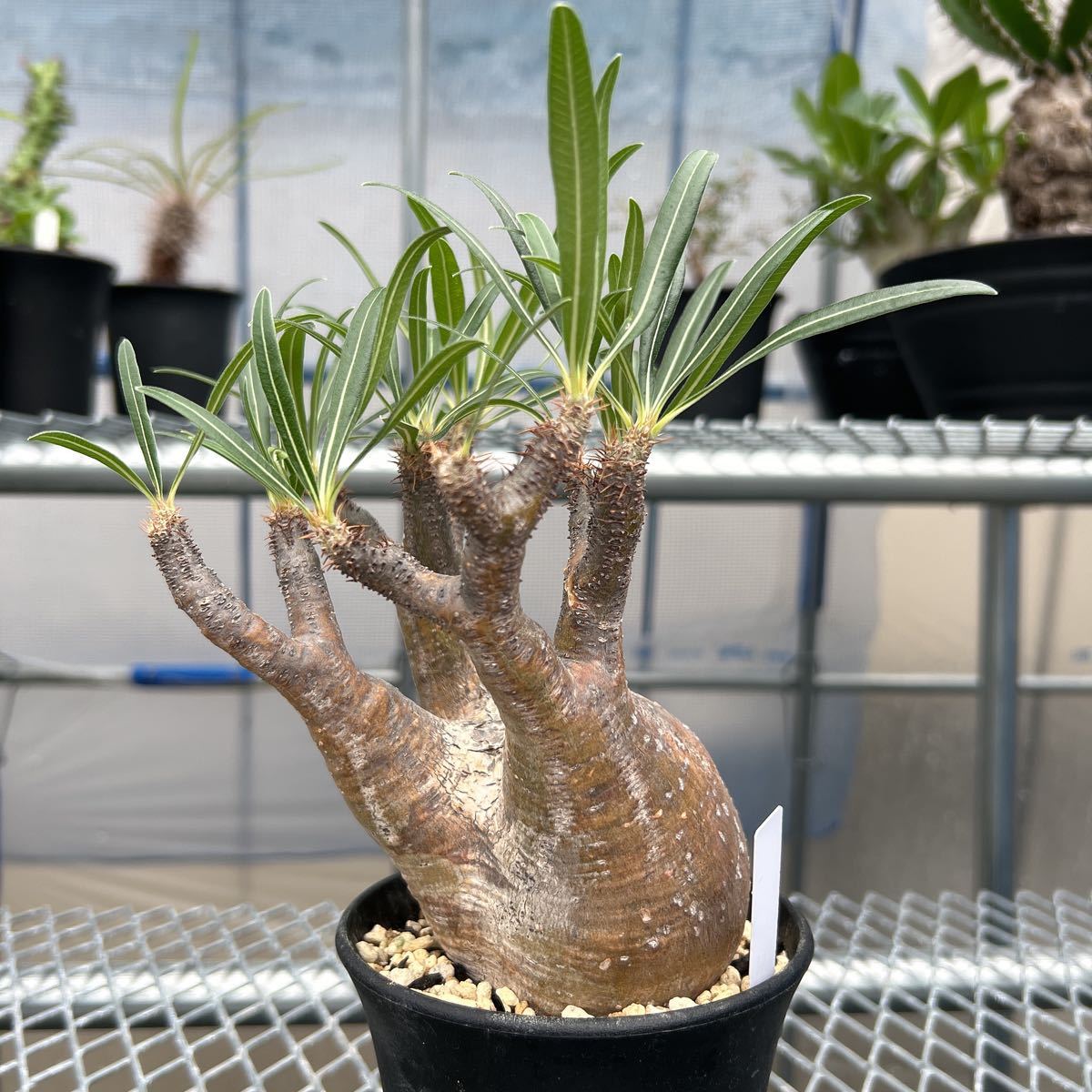 パキポディウム グラキリス 発根済み　塊根植物 コーデックス グラキリス 塊根植物 パキポディウム c*n様 現地球 実生株