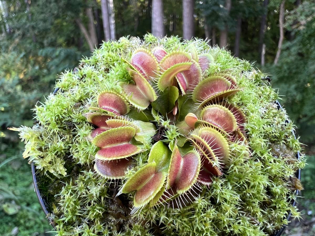 Dionaea muscipula 姫・ハエトリソウ 姫 ・食虫植物・観葉植物・熱帯 