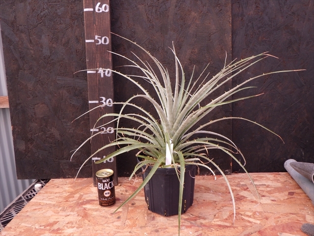 ハウス整理【原種】作りこみ大株　プヤ　ベルテロニアナ　⑥　Puya berteroniana 　耐寒性　６号スリット鉢　RS 2288 La Campana Ch