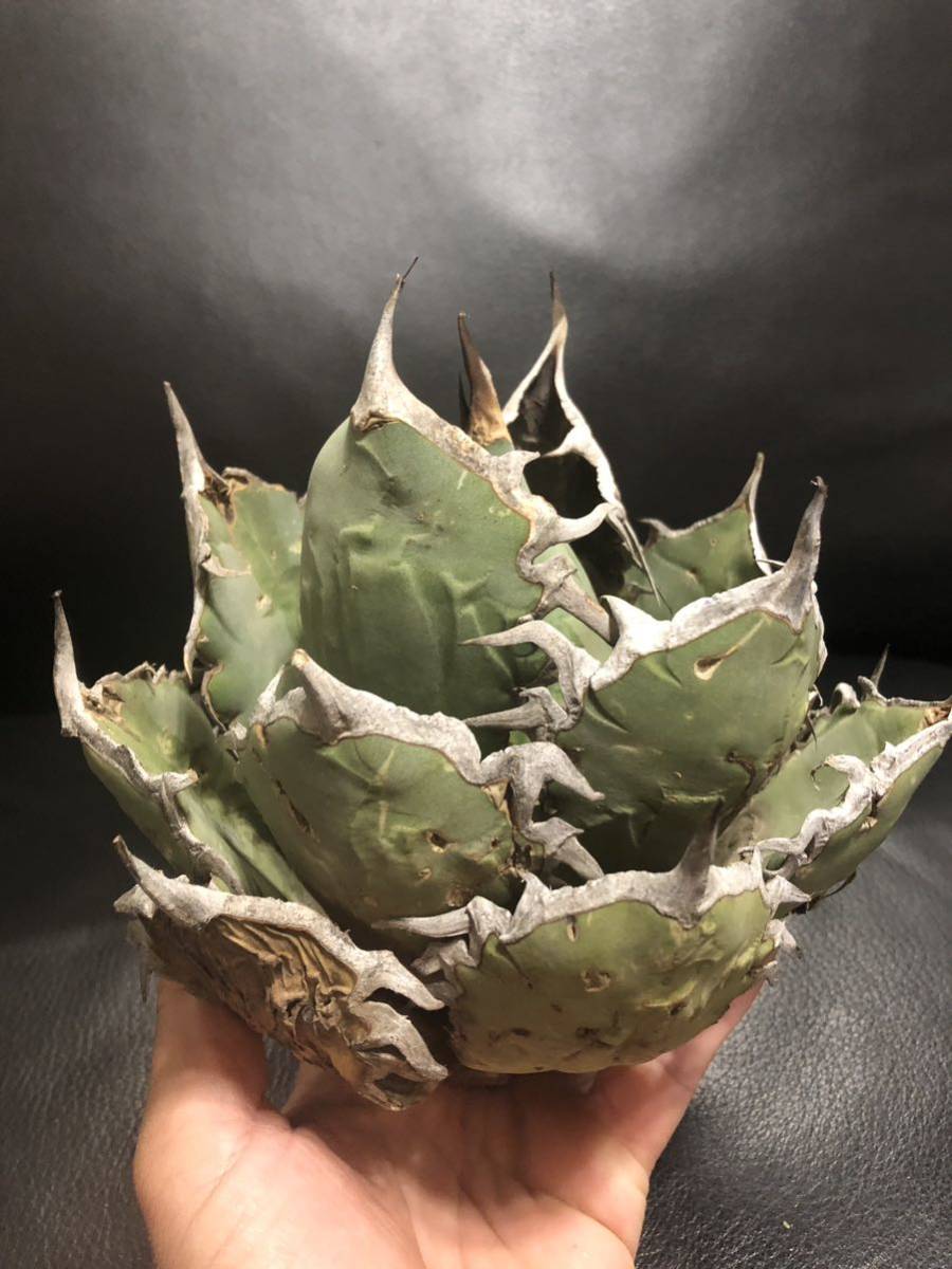 親株出品　アガベ　オアハカ　オテロイ　現地球 オテロイ アガベ 現地球 オアハカ産 オアハカ - コレクション株