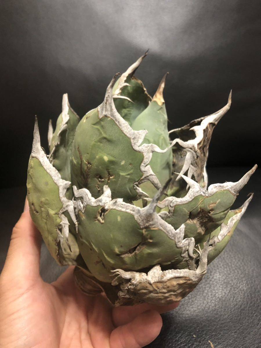 79 アガベ オテロイ オアハカ 現地球 アガベ オテロイ オアハカ