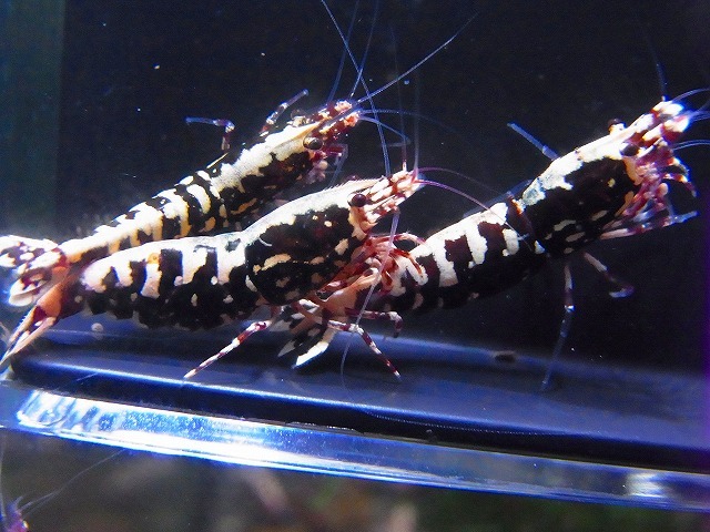 Golden-shrimp　　種親ディープレッドギャラクシーフィッシュボーン♂1♀2（抱卵1匹）トリオセット　発送日は金土日のみ