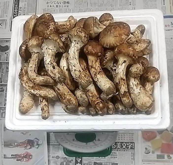 岩手県産 国産 松茸 マツタケ 約1700g 本日採取 10月15日 岩手県産 国産 松茸 マツタケ 約1700g 本日採取 10月15日