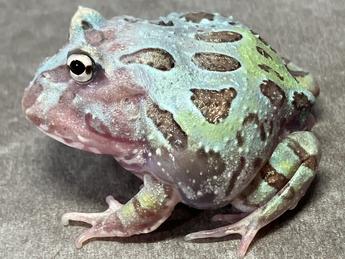 ◆　クランウェルツノガエル　ミュータント　ブルーメタル　トリカラー　上陸したて　4.5センチ