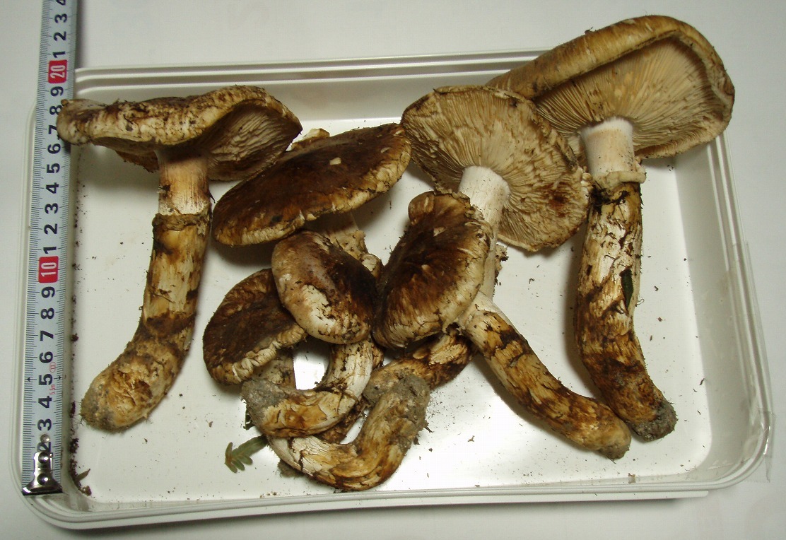 北の古都」岩手県 山形町産③開き 松茸 500g 10月18日