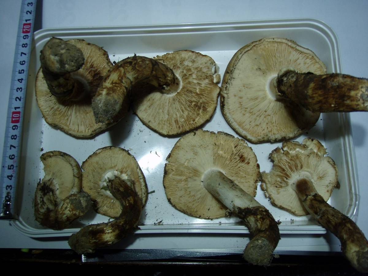 北の古都」岩手県 山形町産③開き 松茸 500g 10月18日