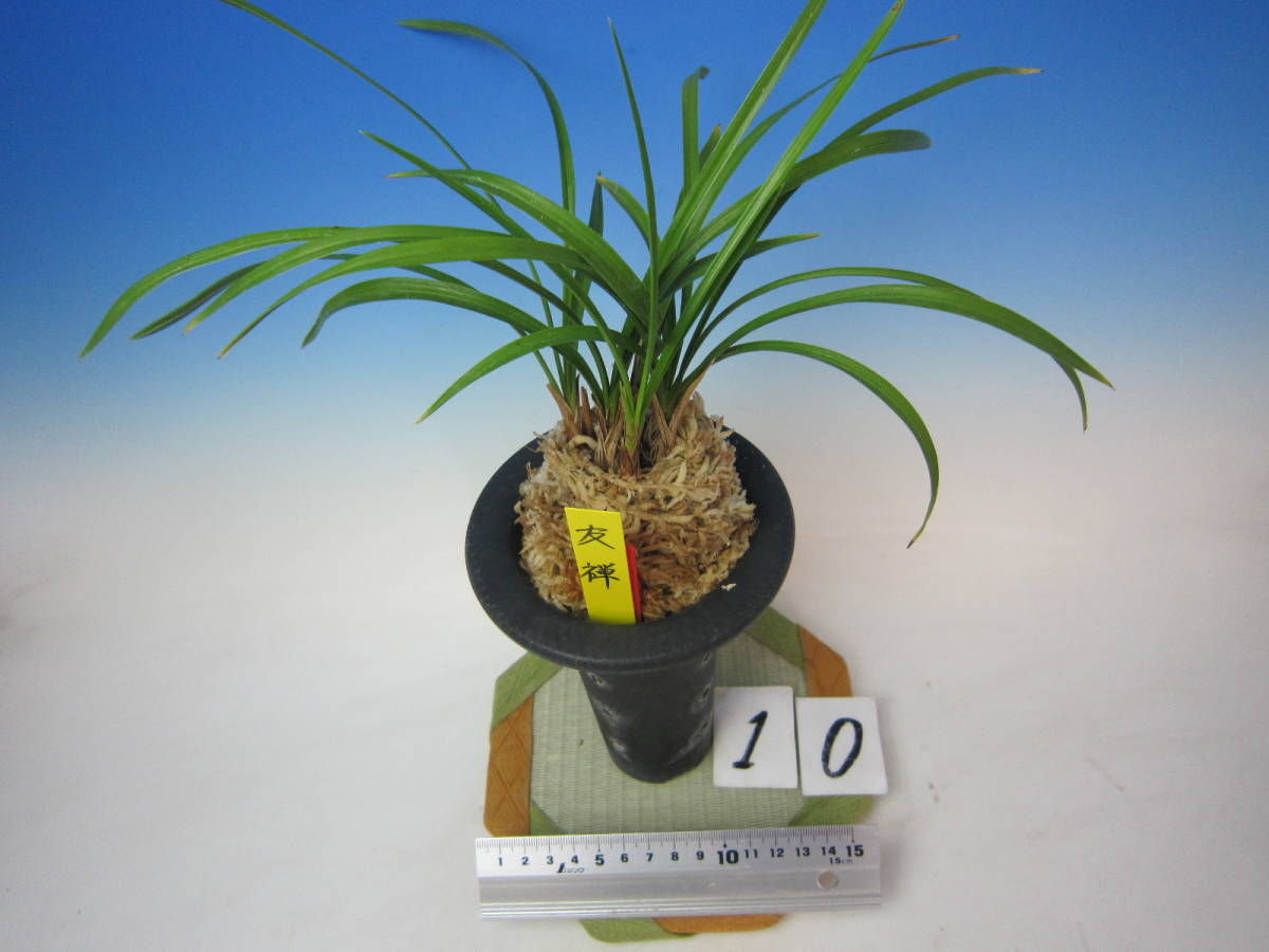 ★☆蘭万園☆★日本春蘭 小型性赤花「友禅」 上木 6本立//春蘭、寒蘭、長生蘭、万年青、中国蘭、古典園芸、東洋蘭//