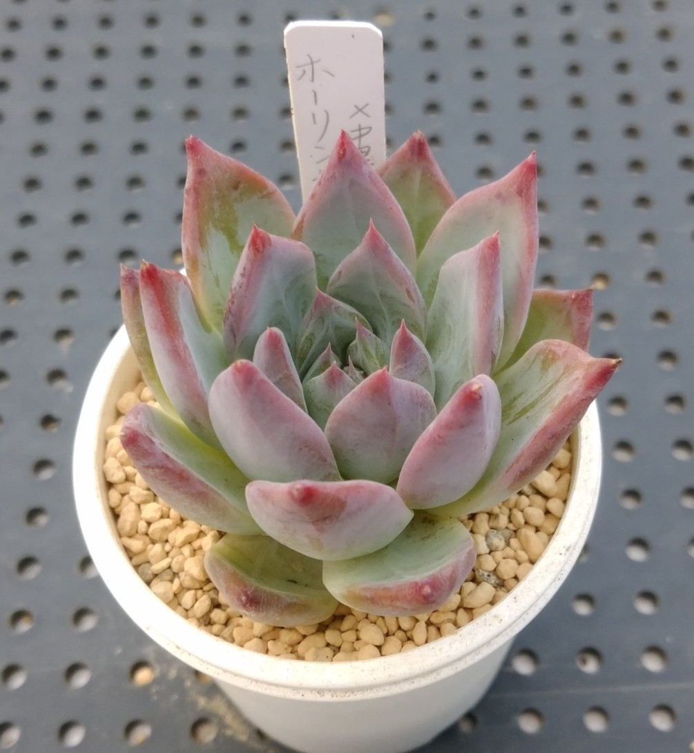 エケベリア ホーリンゼ×中里リンゼアナ 実生 多肉 h*i様 多肉植物