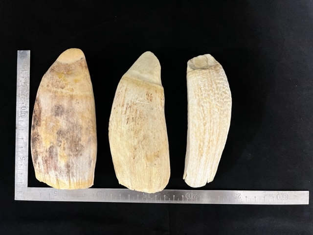 マッコウクジラ 牙 歯 抹香鯨 3本 まとめ 飾り インテリア アンティーク 総重量1020ｇＵ460
