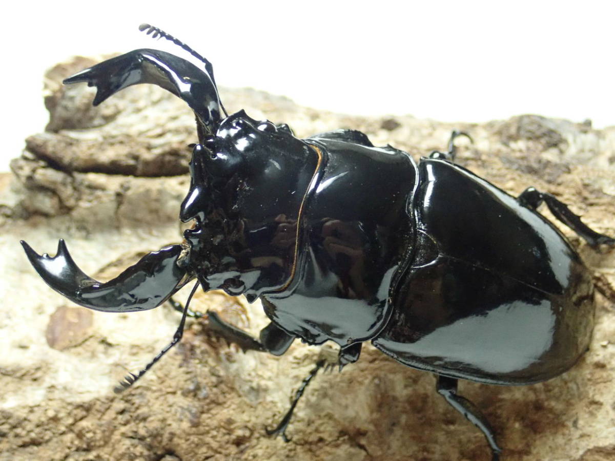 ■美形長顎♂90.5㎜と交尾済■アフターフォロー付■超特大血統■おまけ付■タランドゥス オオツヤ クワガタ♀54㎜単品■Beetle少年＠大阪