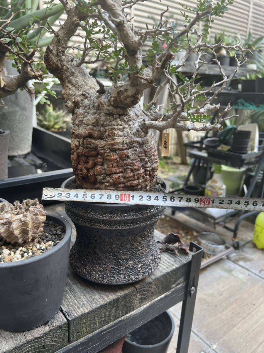 金ちゃんママ オペルクリカリア パキプス 現地球 発根済みです。鉢付きです