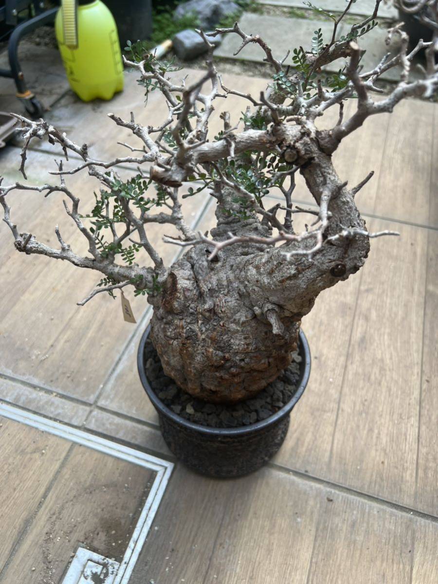 金ちゃんママ オペルクリカリア パキプス 現地球 発根済みです。鉢付きです