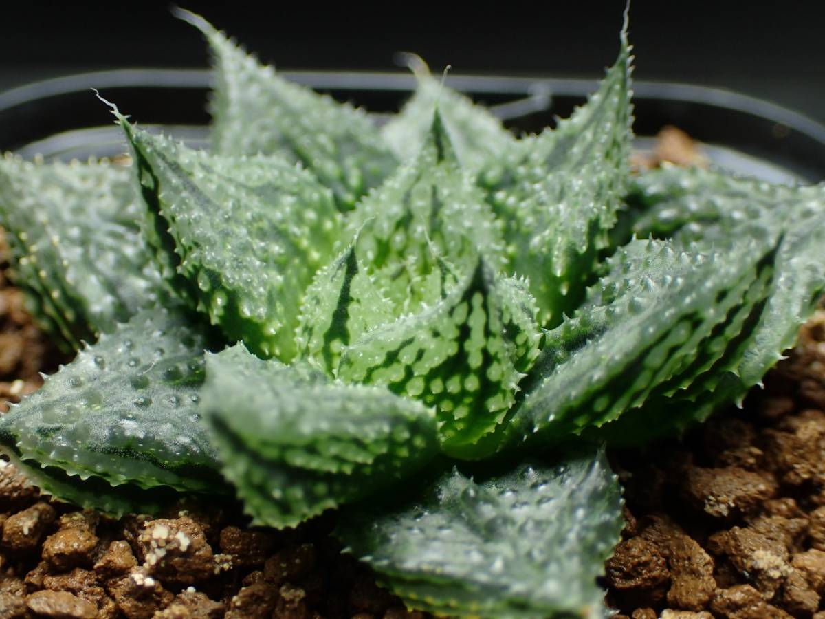 Yahoo!オークション - 33 ハオルチア 多肉植物 闇の森 40 ハオルチア