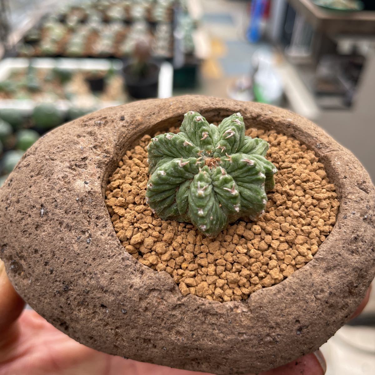 アズテキウムリッテリ'輸入球' 花籠 群生 自根Aztekium