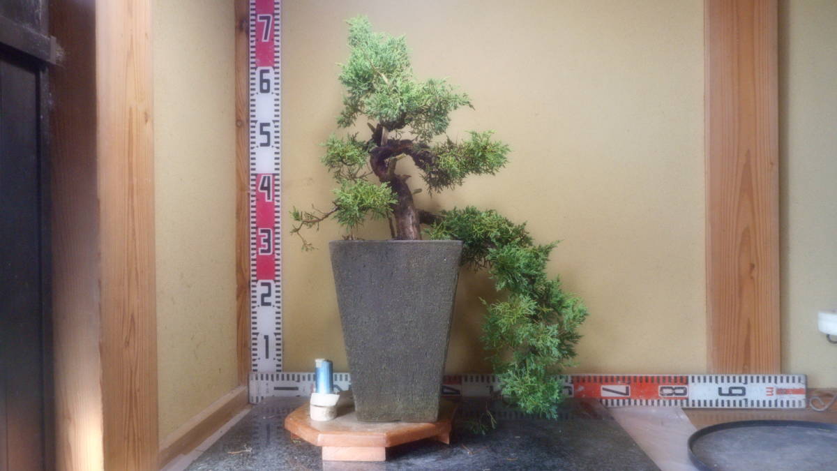 真柏盆栽懸崖 10-30-3