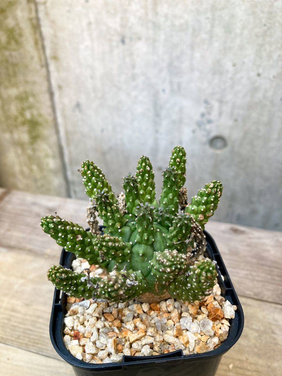 Euphorbia gamkensis E385【古株・良型】 ユーフォルビア ガムケンシス Euphorbia gamkensis E385【古株・良型】 ユーフォルビア ガムケンシス