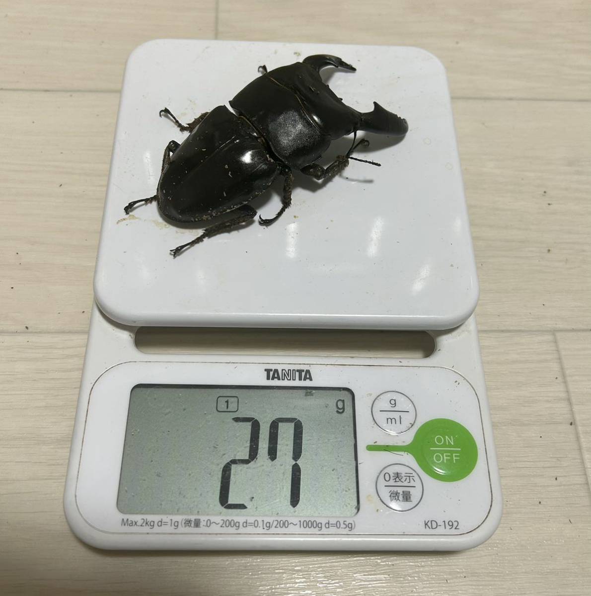 【ダイジー】超オススメ!スマトラヒラタ大型血統♂103㎜+♀54.3㎜ 蛹52.4g同腹