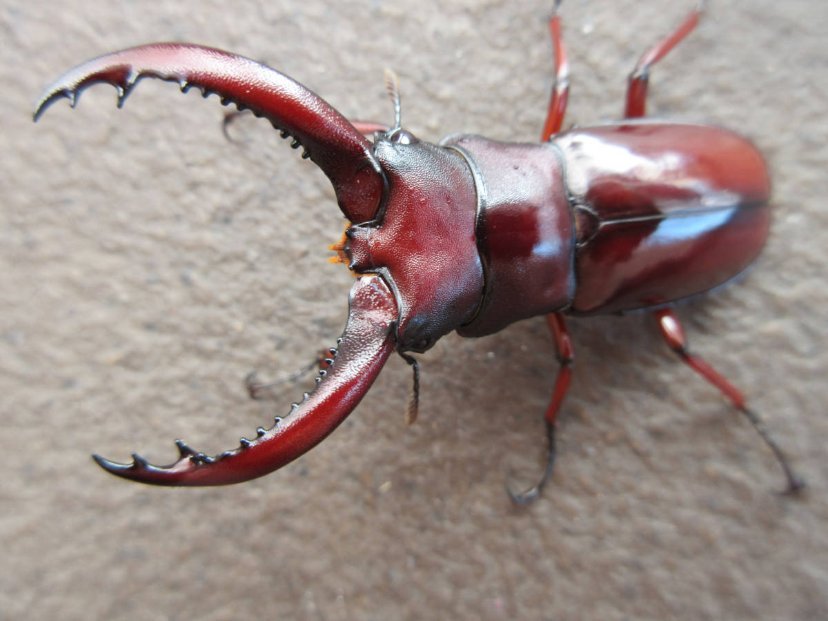 フォルスターニシ　５８ミリ　ペア　フォルスター　ニシ　チベット産 