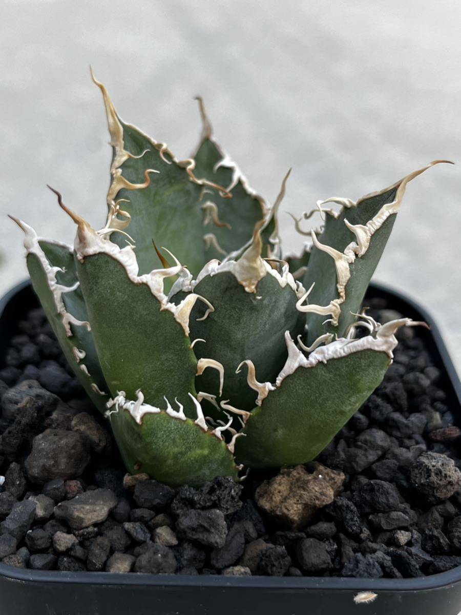 58メリクロン株 Agave titanota OaxacaTC アガベ チタノタ オアハカ