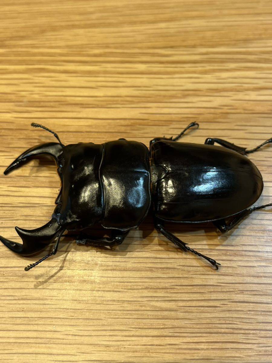 インドアンタエウス　ガントク産　85.2×49.0 CBF1