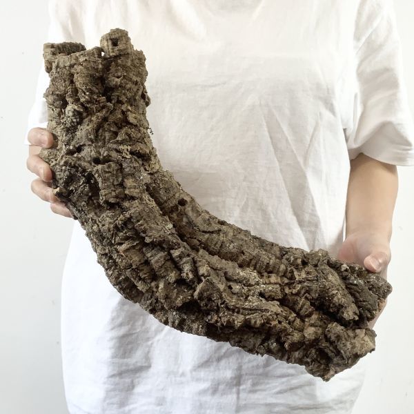 【C2768】最高品質！特大サイズ！ キャノン型 コルク樹皮 エアプランツ チランジア コウモリラン ビカクシダ 洋蘭 爬虫類 コルク