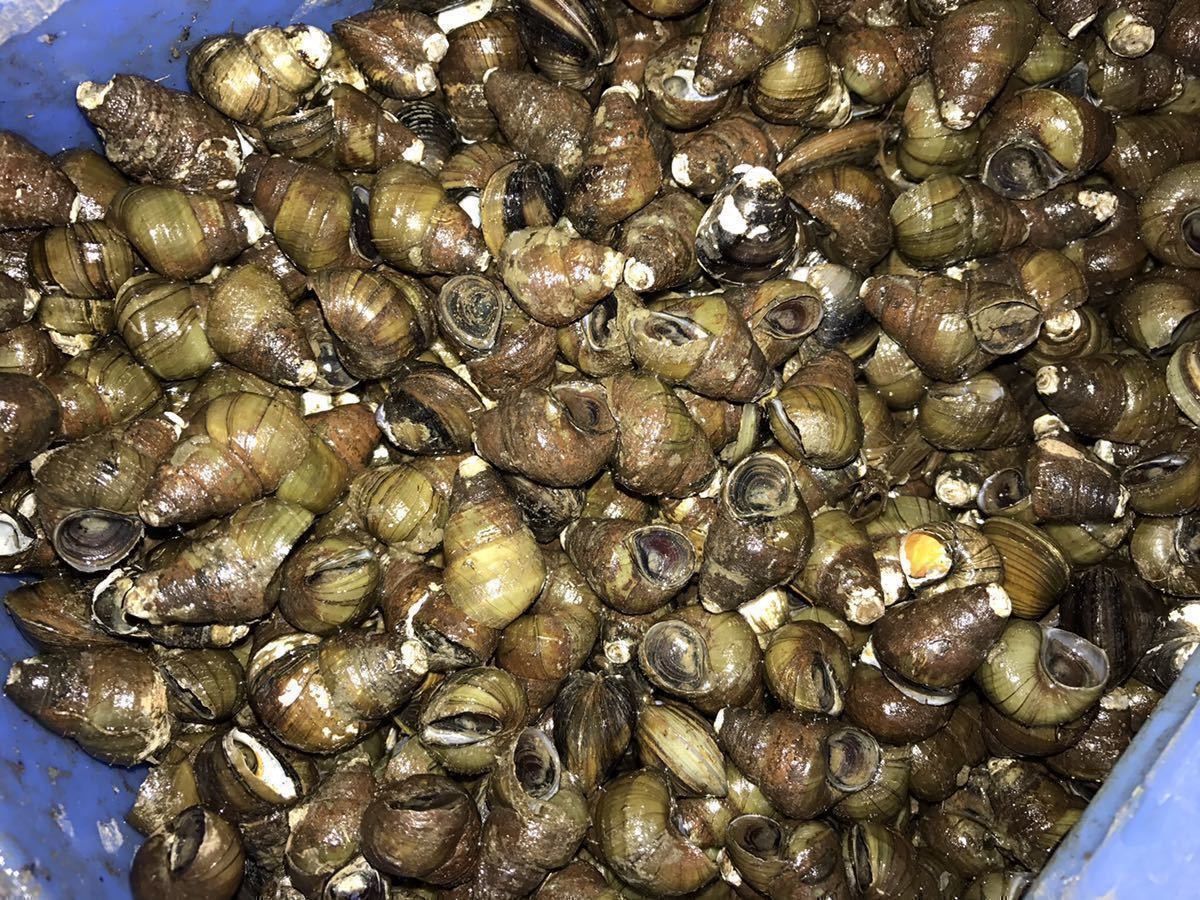 琵琶湖産　ヒメタニシ　タニシ 15キロ