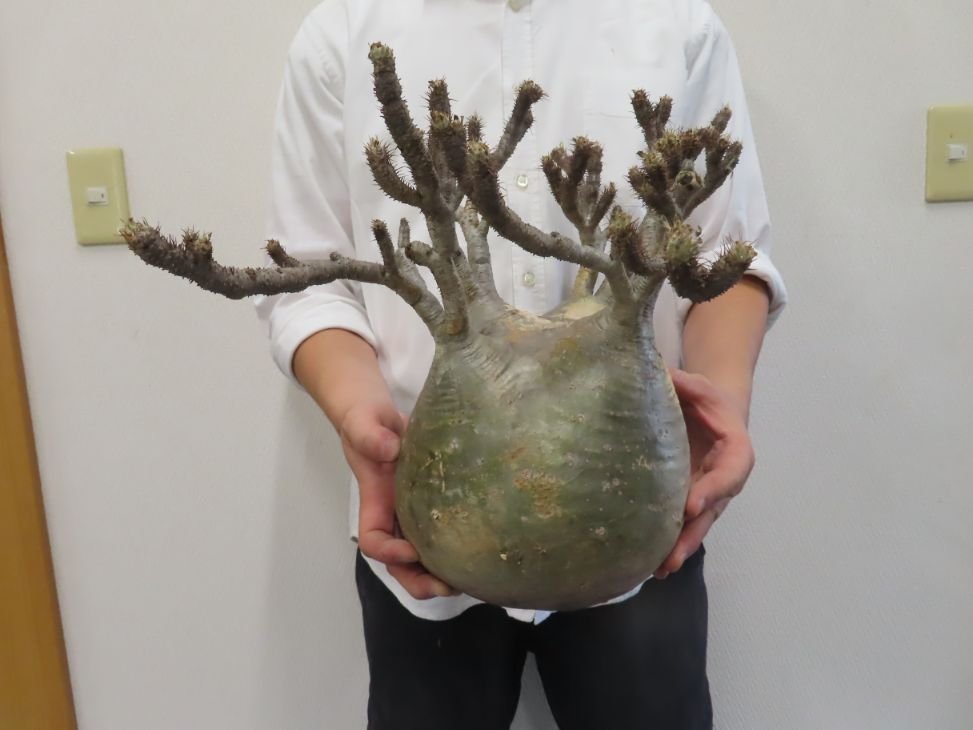 グラキリス パキポディウム 塊根植物 ⁄ 塊根植物一点物パキポディウム