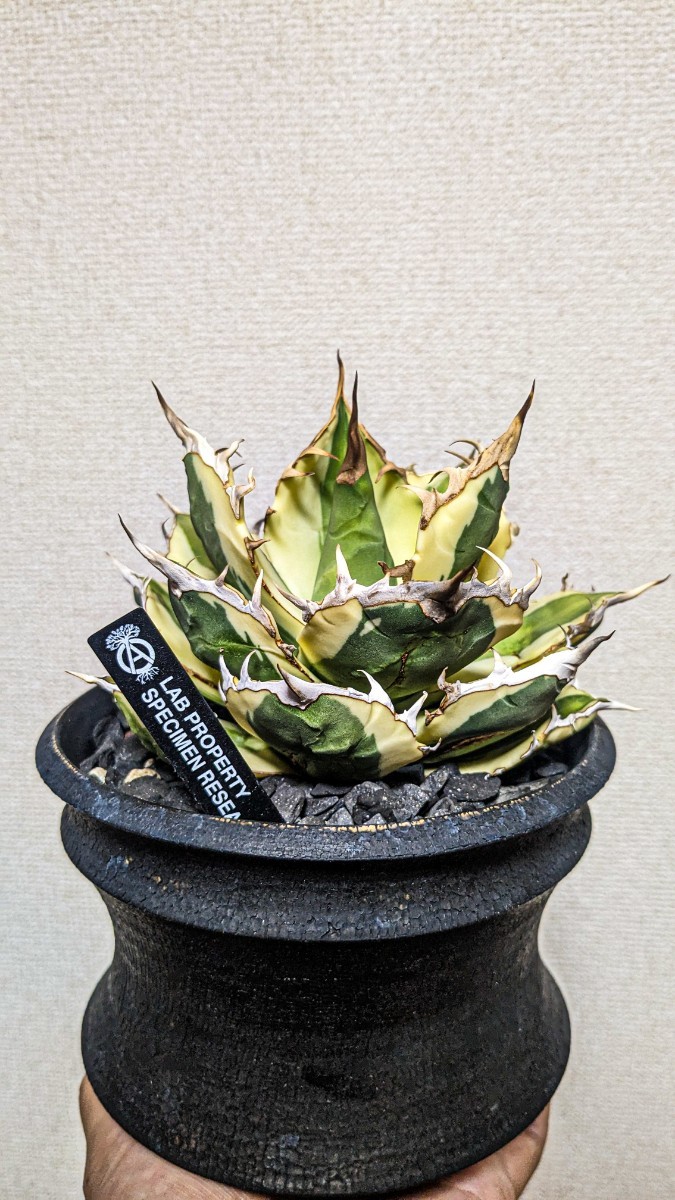 子株】良血統 アガベ チタノタ スナグルトゥース